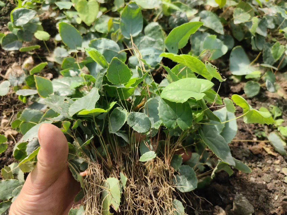 立夏到，农时俏！别犹豫，可以种植的中药材有哪些？